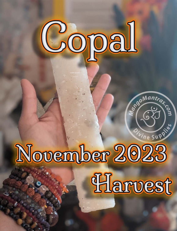 Highest Grade Fresh Unprocessed White Copal: Copal de la Penca 100% Pure Organic from Mexico for Protection, Blessing and Purification!